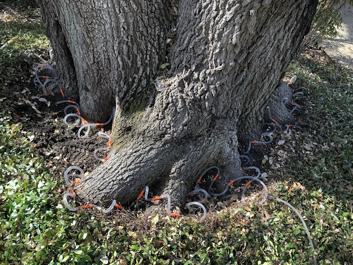 Detailed Tree Cabling and Bracing job site in Lafayette Hill
