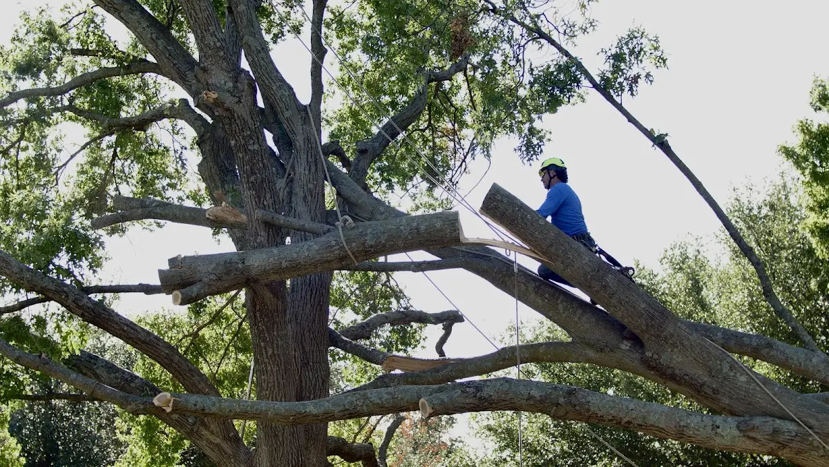 Professional Hazardous Tree Removal performed by certified arborists in Lafayette Hill