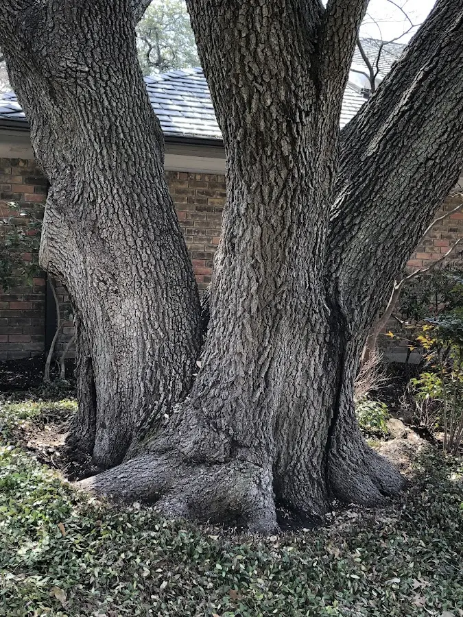 Mature heritage tree close to a Lafayette Hill property cared for by certified arborists